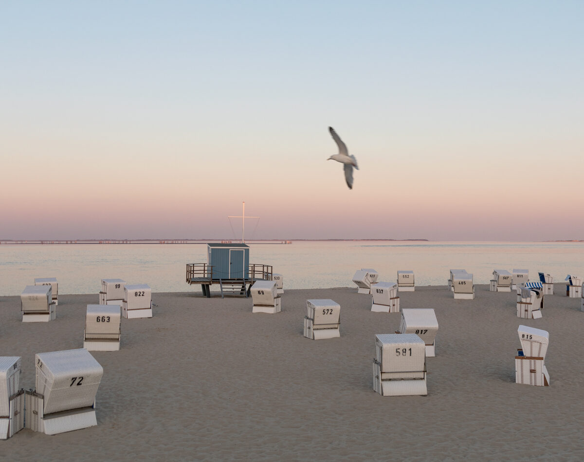 Sylt / Möwe / 100 x 50 cm