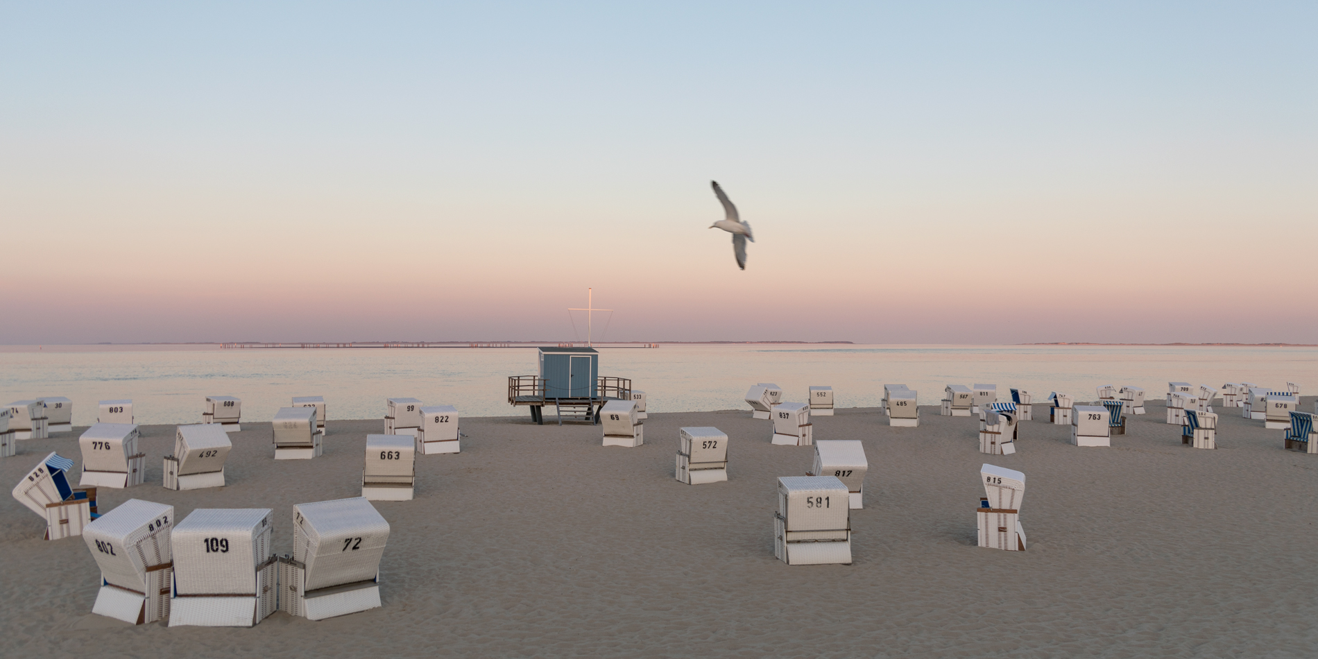 Sylt / Möwe / 100 x 50 cm
