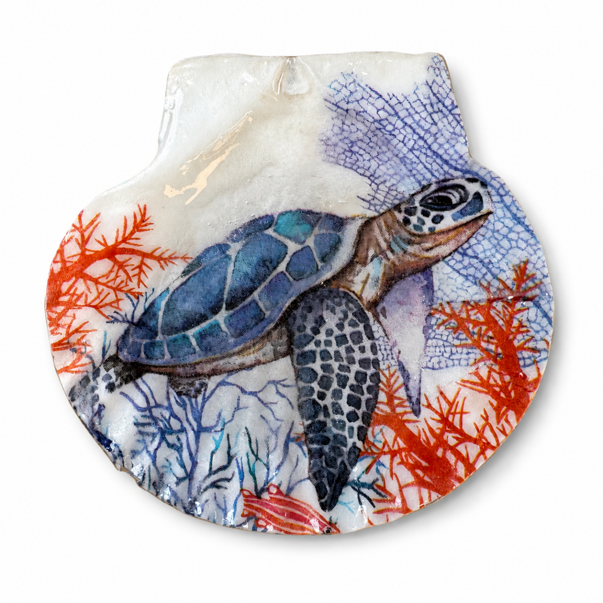 Jakobsmuschel / Schildkröte