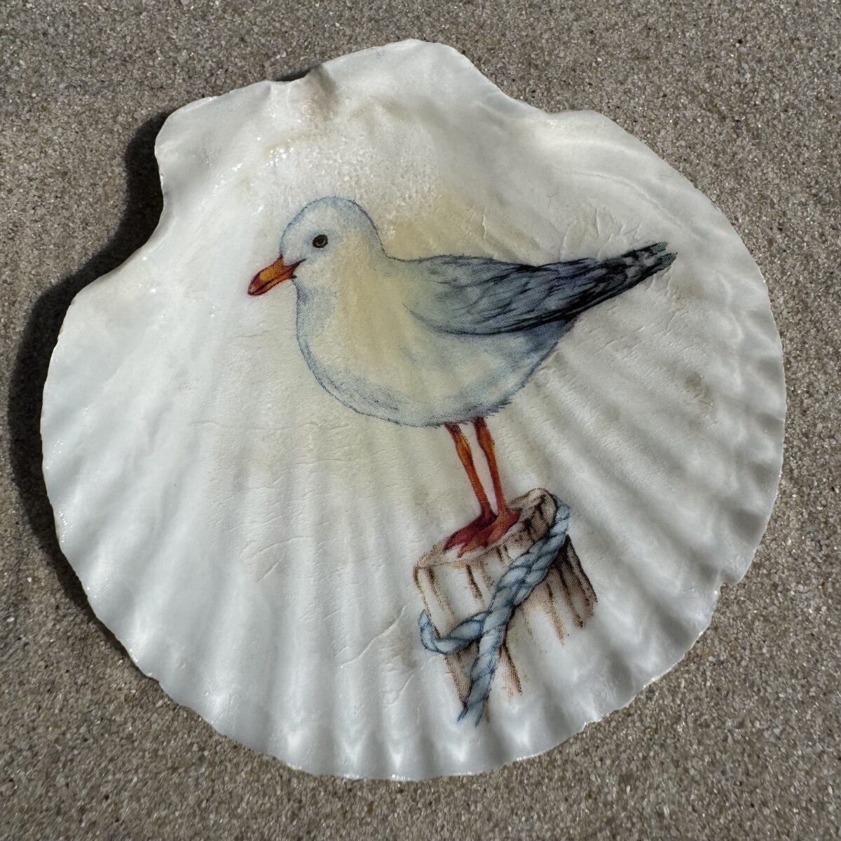 Jakobsmuschel / Möwe